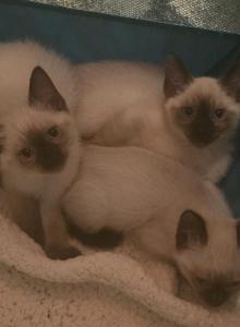 3 Siamese kittens - Siamese Kitten For Sale - Flower Mound&comma; TX&comma; US