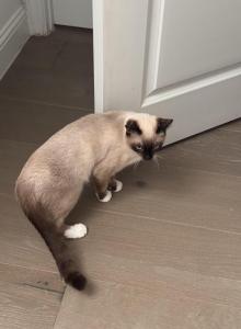 Hermes - Domestic Kitten For Sale - TX&comma; US
