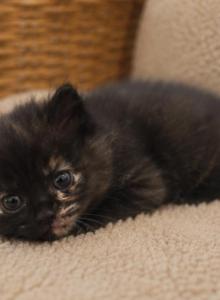 Mittens - Ragdoll Kitten For Sale - Desloge&comma; MO&comma; US