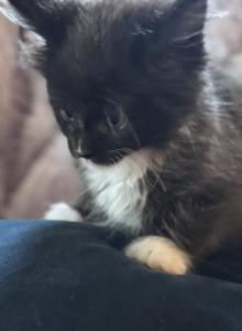 Banksy of Donnelly - Maine Coon Kitten For Sale - Port Clinton&comma; OH&comma; US