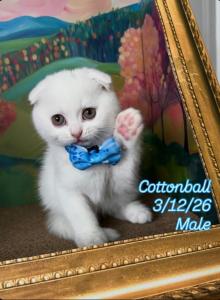Racoons litter C - Scottish Fold Kitten For Sale - Finksburg&comma; MD&comma; US