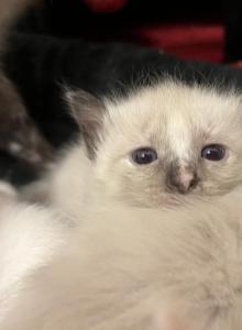 Hans - Siamese Kitten For Adoption - Sherman Oaks&comma; CA&comma; US