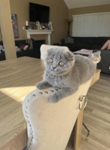 Scottish fold blue girl - Scottish Fold Kitten For Sale - Houston&comma; TX&comma; US