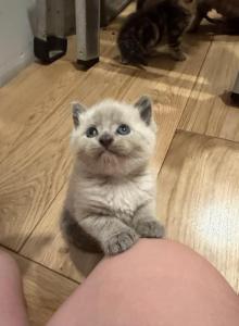 Blue Point Female - Siamese Kitten For Sale - Bristol&comma; NH&comma; US