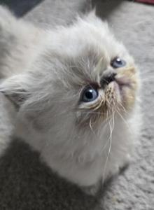 BFlat - Exotic Kitten For Sale - NJ&comma; US
