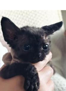 COKE - Domestic Kitten For Sale - Temple City&comma; CA&comma; US