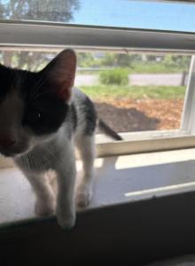 Prince - Domestic Kitten For Adoption - Saint Paul&comma; MN&comma; US