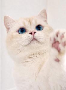 Mr Frosty - Munchkin Cat For Sale - San Diego, CA, US Mr Frosty - Munchkin Cat For Sale - San Diego, CA, US