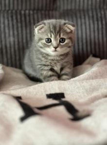 Scottish fold - Scottish Fold Kitten For Sale - New York&comma; NY&comma; US