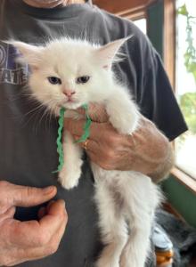 Ragdoll babies - Ragdoll Kitten For Sale - Hiawatha&comma; KS&comma; US