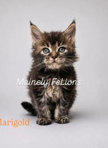 Marigold - Maine Coon Kitten For Sale - Rainier&comma; OR&comma; US
