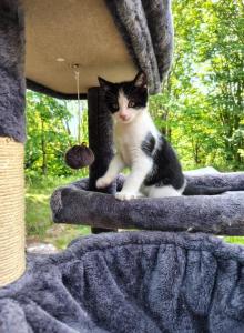 MooCow - Domestic Kitten For Adoption - Lake Stevens&comma; WA&comma; US