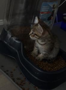 Flash - Savannah Kitten For Sale - PA&comma; US