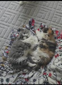 Friends fur life - Persian Kitten For Sale - MI&comma; US