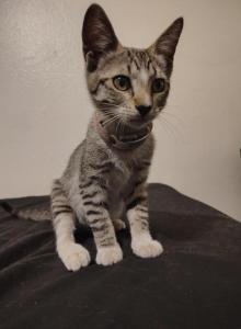 Cha cha - American Shorthair Kitten For Adoption - Glendale&comma; AZ&comma; US