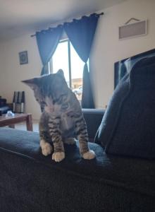 Scooter - American Shorthair Kitten For Adoption - Glendale&comma; AZ&comma; US