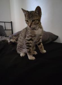 Blaze - American Shorthair Kitten For Adoption - Glendale&comma; AZ&comma; US