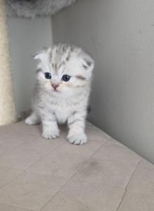 Charming - Scottish Fold Kitten For Sale - Simpsonville&comma; SC&comma; US