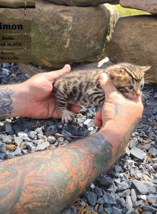 Timon - Bengal Kitten For Sale - Needmore&comma; PA&comma; US