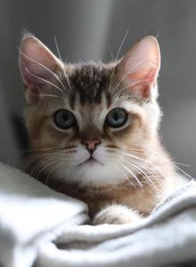 Simba - Scottish Straight Kitten For Sale - Suffield, CT, US Simba - Scottish Straight Kitten For Sale - Suffield, CT, US