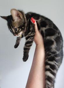 Mayhem Charcoal bengal female kitten for sale - Bengal Kitten For Sale - FL&comma; US