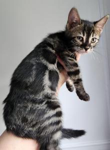 Charcoal bengal kitten for sale in Florida - Bengal Kitten For Sale - FL, US Charcoal bengal kitten for sale in Florida - Bengal Kitten For Sale - FL, US