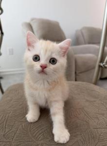 Peach color Scottish straight boy - Scottish Straight Kitten For Sale - Champions Gate&comma; FL&comma; US
