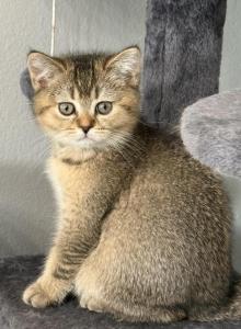 Scottish Fold Golden Ticked Male Alexander - Scottish Fold Kitten For Sale - Odessa&comma; FL&comma; US