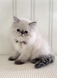 Lyra - Himalayan Kitten For Sale - Baltimore&comma; MD&comma; US
