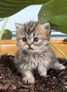 RubyRed - Persian Kitten For Sale - Cayce&comma; SC&comma; US