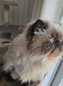 Victor - Himalayan Kitten For Adoption - Satellite Beach&comma; FL&comma; US