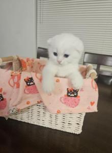 Scottish Folds and Scottish straight - Scottish Fold Kitten For Sale - Miami&comma; FL&comma; US