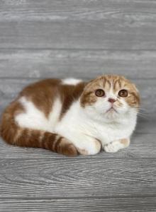Charlie - Scottish Fold Kitten For Sale - Wendell&comma; NC&comma; US