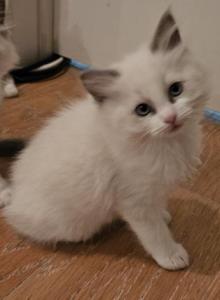 Lilly - Ragdoll Kitten For Sale - Amherst&comma; NY&comma; US