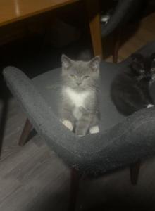 Himalayan Kittens - Himalayan Kitten For Sale - Chicago&comma; IL&comma; US