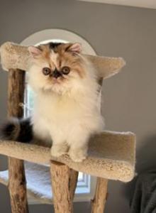 Persian female - Persian Kitten For Sale - Kansas City&comma; MO&comma; US