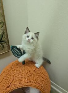 TICA Bicolor Ragdoll Kitten - Ragdoll Kitten For Sale - Saint Joseph&comma; MO&comma; US
