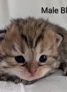 Gerty and Jonsey Siberian Kittens - Siberian Kitten For Sale - Milan&comma; MI&comma; US