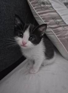 Kitty - Domestic Kitten For Adoption - Los Angeles&comma; CA&comma; US