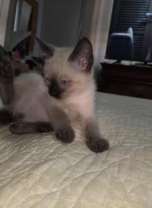 Nane not given yet - Siamese Kitten For Sale - Maspeth&comma; NY&comma; US