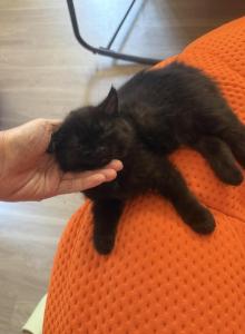 Milo - Persian Kitten For Sale - Center Groton&comma; CT&comma; US
