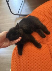 Milo - Persian Kitten For Sale - Center Groton, CT, US Milo - Persian Kitten For Sale - Center Groton, CT, US