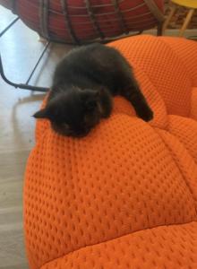 Milo - Persian Kitten For Sale - Center Groton&comma; CT&comma; US