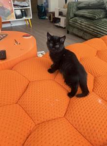 Milo - Persian Kitten For Sale - Center Groton&comma; CT&comma; US