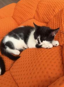Que - Persian Kitten For Sale - Center Groton&comma; CT&comma; US