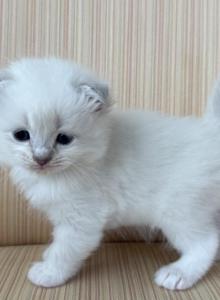 Scottish White Point Male - Scottish Fold Kitten For Sale - Orlando&comma; FL&comma; US
