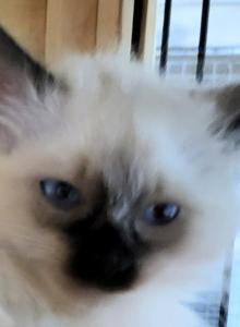 Mr Magoo - Balinese Kitten For Sale - Middleburg&comma; PA&comma; US