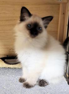 Mr Mago Sold - Balinese Kitten For Sale - Middleburg&comma; PA&comma; US