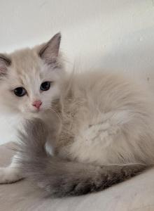 Ragdolls - Ragdoll Kitten For Sale - Phoenix&comma; AZ&comma; US