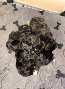 Space Litter - Maine Coon Kitten For Sale - Englewood&comma; FL&comma; US
